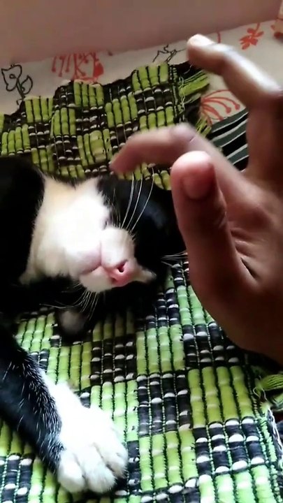 Wow Cute Sweet Cat