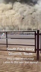 Tragedia Texas Vacas