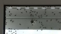 Plaga de moscas en la localidad pontevedresa de Tomiño