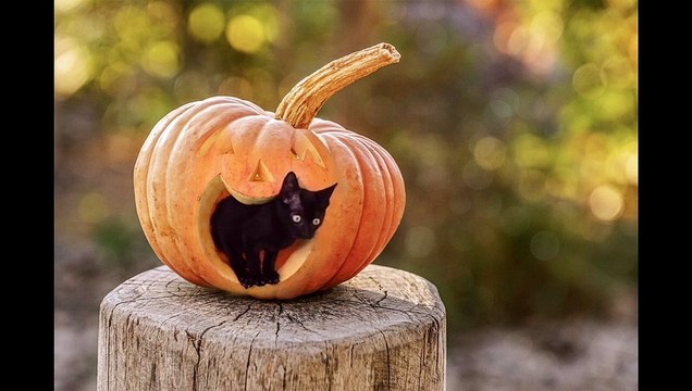 Funny Animals Stock Footage - Dogs - Cats -