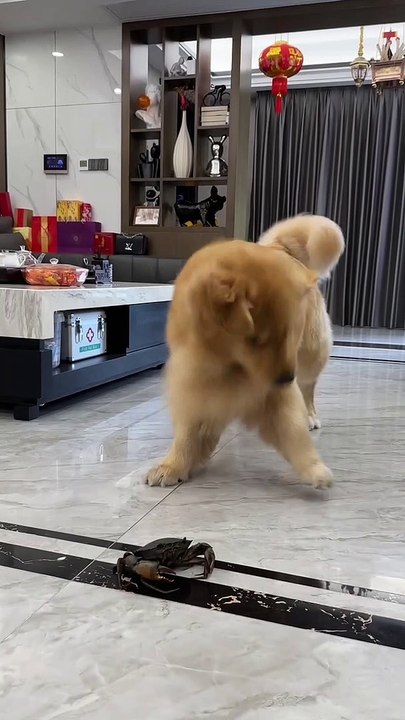 dancing dog video