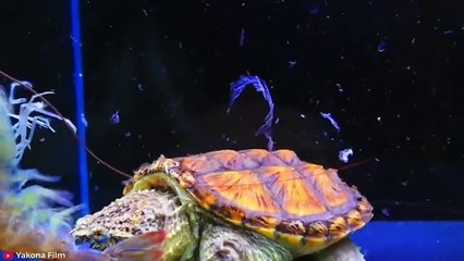 BRUTAL Moments of Animals Getting The Life Shocked Out Of Them Caught On Camera   Pet Spot