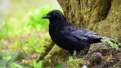 BRUTAL Moments of Birds Eating Other Birds   Pet Spot