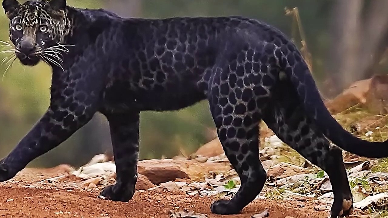 CRAZY Hunting Moments of Leopards in the Wild   Pet Spot