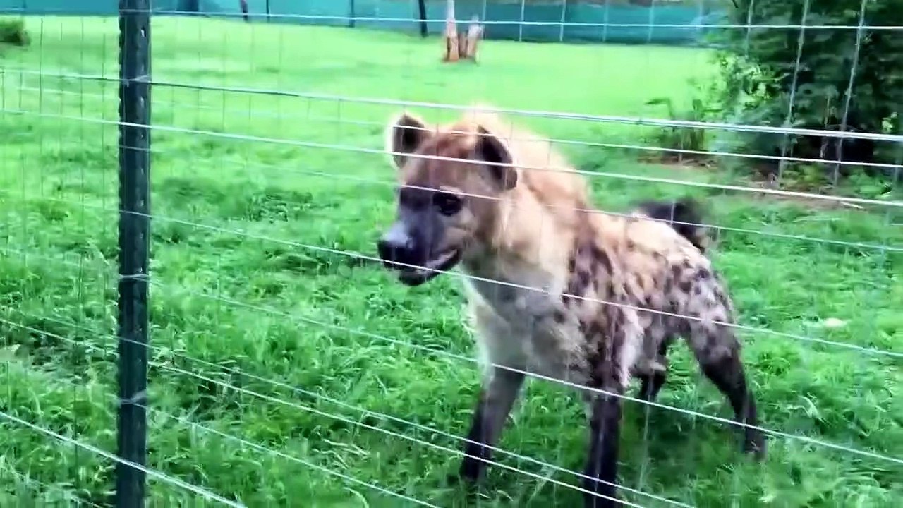 HYENA VS AFRICAN WILD DOG