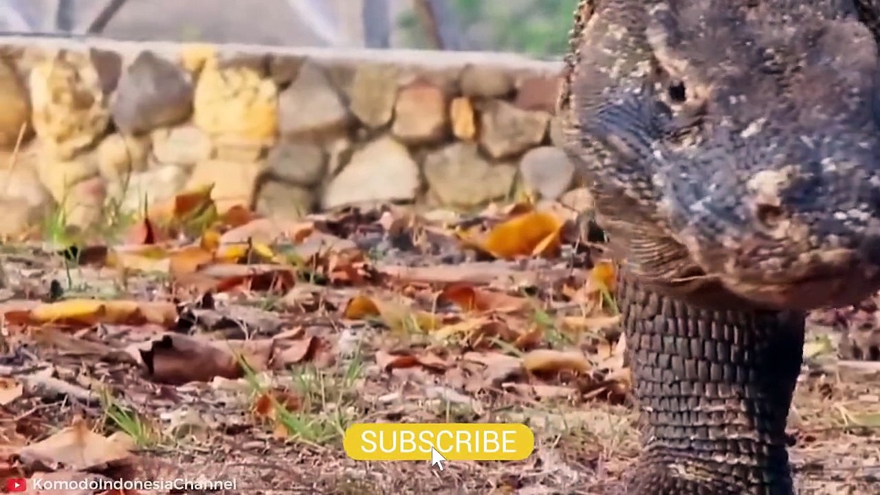 HORRIFIC Moments of Komodo Dragons and other Monitor Lizards Eating their Prey Alive Pet Spot