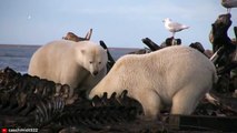 MERCILESS Moments of Polar Bears Crushing and Consuming their Prey   Pet Spot