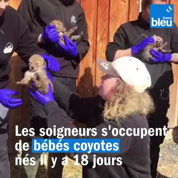 Découvrez les petits coyotes qui viennent d'être pucés au Parc de Sainte-Croix