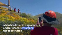 Californians zipline over poppy fields to protect 'super bloom'