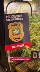 Polícia localiza plantação com milhares de pés de maconha em Itajaí
