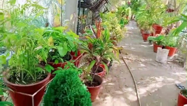 ऐसे भी होते हैं पुलिस अ​धिकारी , 5 साल से लगा दिए 1000 पौधे, कॉलोनी में छाई हरियाली