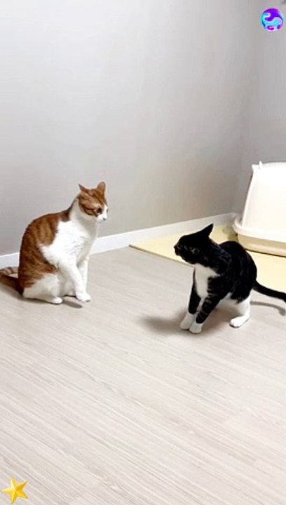 Cat Joke Joke Angry