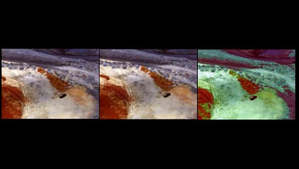 Naturalezas Disonantes - expaisajes del progreso