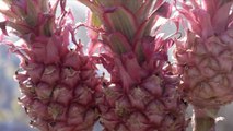 Pink Pineapples Are Back to Add a Pop of Color to Your Next Fruit Platter
