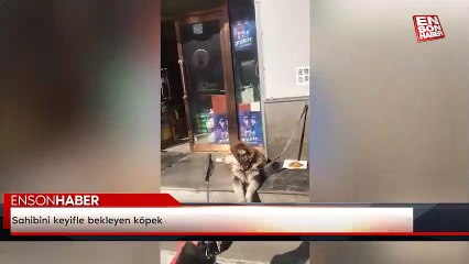 Sahibini keyifle bekleyen köpek