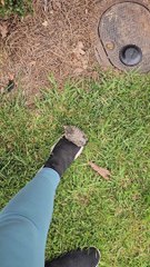 Baby Bird Receives Ride to Safety Perched on Foot
