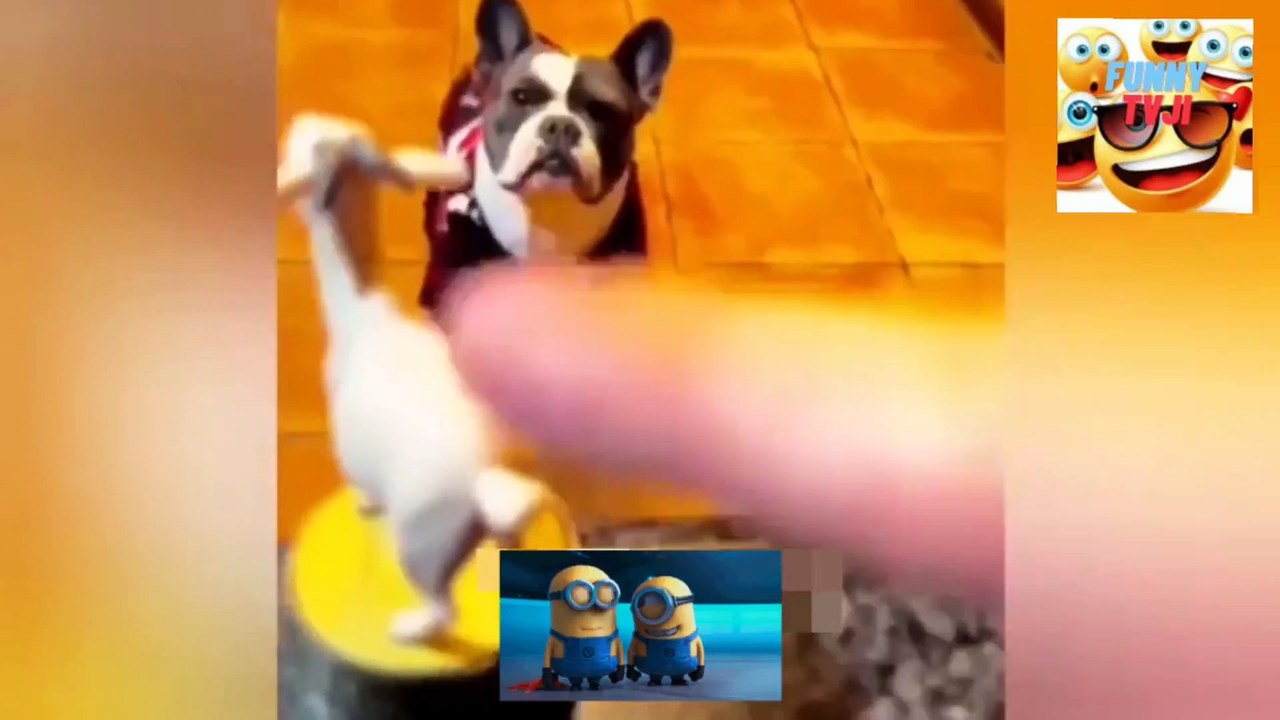 funny animals 2121video_2023_04_26