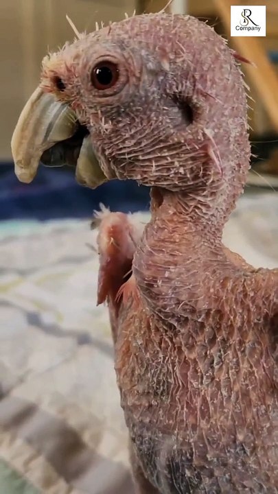 cute parrot