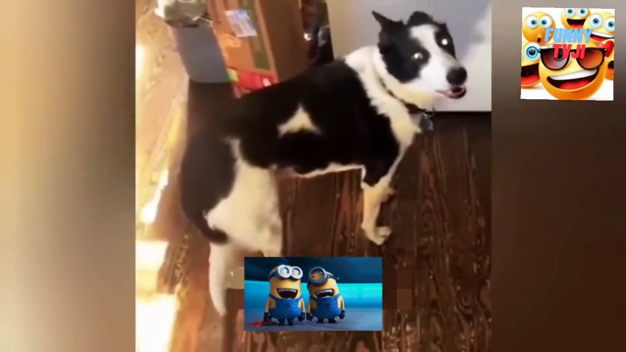 funny animals 12 video_2023_04_43_34