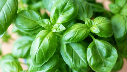 How to Store Basil So It Won’t Rot Too Quickly