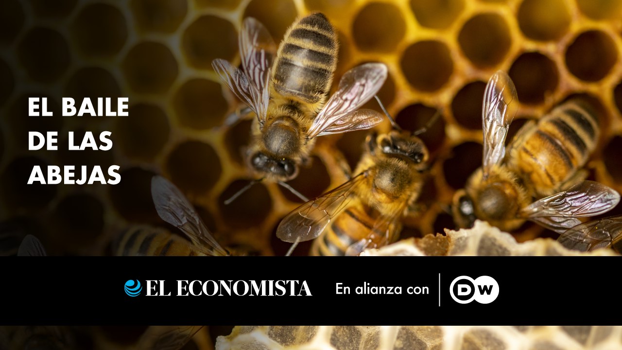 El baile de las abejas