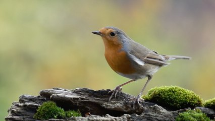 Be On The Lookout For Drunk Birds, Georgia Wildlife Officials Warn