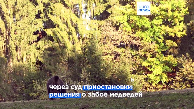 Убивать или не убивать: в Италии решают судьбу медведей после убийства человека