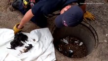 Salvati, li credono cuccioli di cane ma non è così