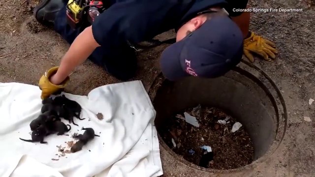 Salvati, li credono cuccioli di cane ma non è così