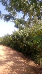 #miyawakiinjaipur : पिंकसिटी की ग्रीनरी को रास आई मियावाकी...हाईट के साथ मिल रहा ऑक्सीजोन