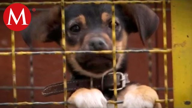 Tras incendio, solicitan ayuda en Refugio de Perros y Gatos de CEDA