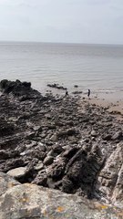 Woman Falls Into Water While Trying to Get Her Dog