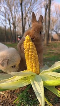 سو فنی بیسٹ ویڑوہ پارت(3)مزید ایسی ویڑو دیکنے کے لیے چینل کو سبسکرائب کرے اور لائک.ضرور کرے