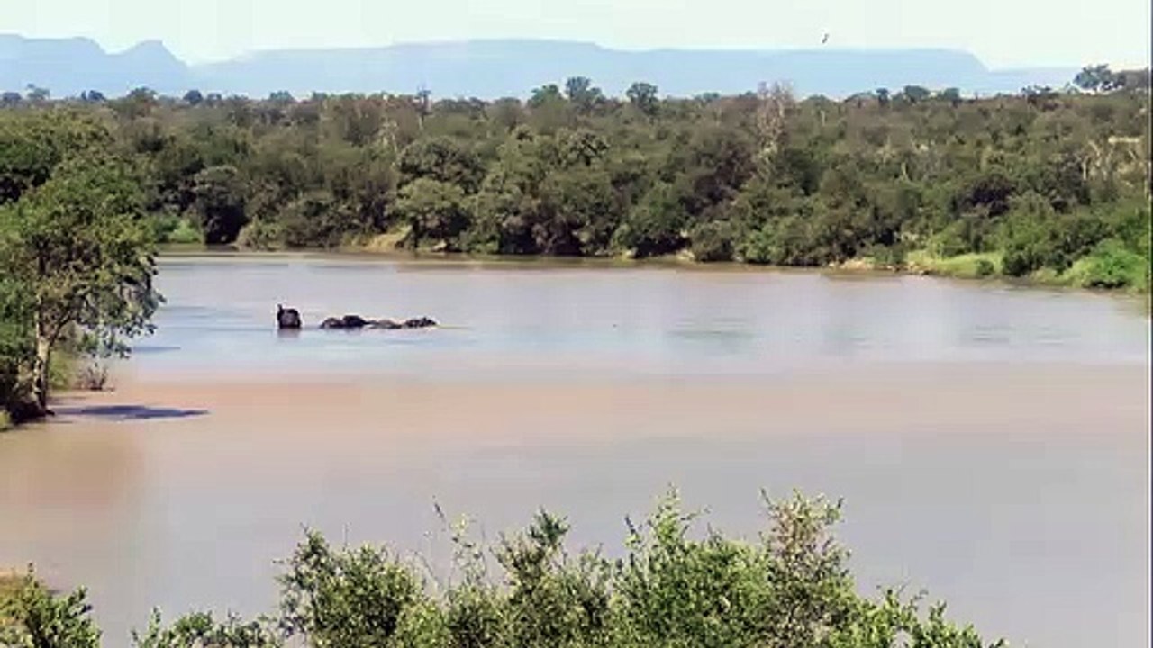 Baby Elephant Rescued - Elephant Family Rescues Baby