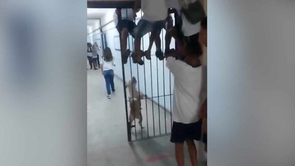 Vídeo flagra momento em que pitbull invade escola no Rio de Janeiro