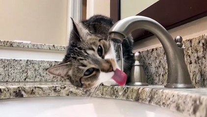 Drinking cat baby pets video