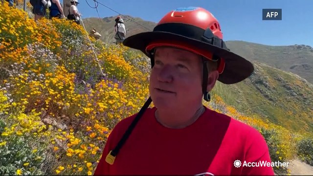 Zipline offers tourists a unique, environmentally-friendly way to see California 'superbloom'