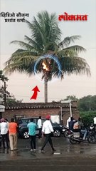 संगमनेरमध्ये नारळाच्या झाडांवर वीज कोसळली.