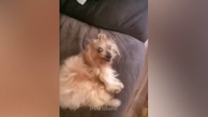 OMG! SO FUNNY - Funniest Dogs and Cats Video 2023  | Pets Island