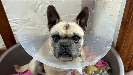 How to Get a Fussy Dog to Swallow Pills