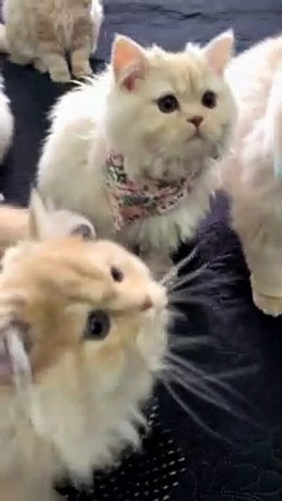 Cat's 