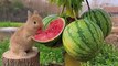 Bunny Eating Watermelon | Bunny Funny Moments | Cute Pets | Funny Animals #animals #pets #bunnyfun