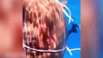 Denizde kabus! Köpekbalığı kadın yüzücüyü böyle saldırdı