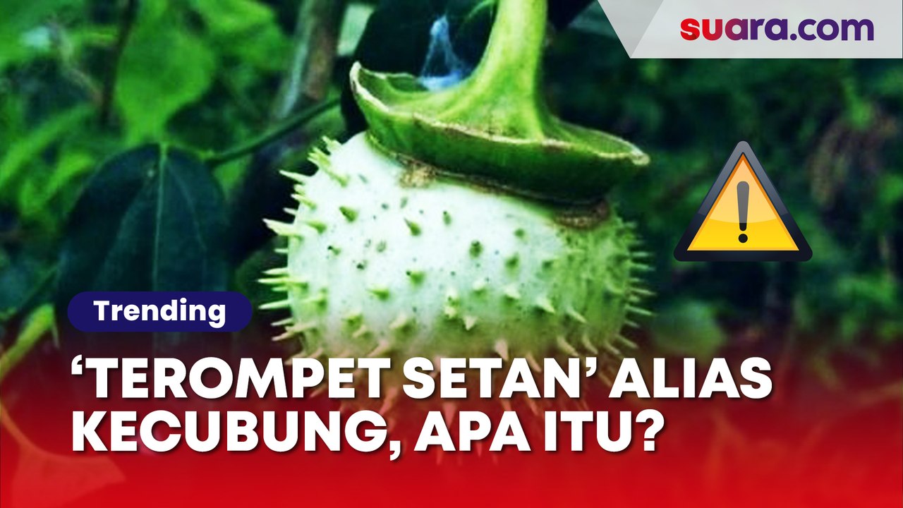 Apa Itu Kecubung? Kenali Efek Samping Fatal Tanaman yang Jadi 'Senjata ...