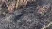 बागपत: हाईटेंशन लाइन से गिरी चिंगारी गेहूं की फसल जलकर हुई राख