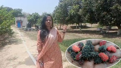 शहतूत का फल खाने से आपकी कई बीमारियां हो जाएंगी छूमंतर, विलुप्त होने की कगार पर है पेड़