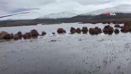 Çıldır Gölü sazlık alandaki su seviyesi arttı