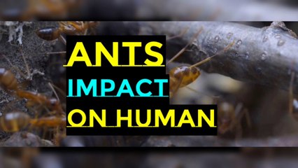 The Impact of ants on human health