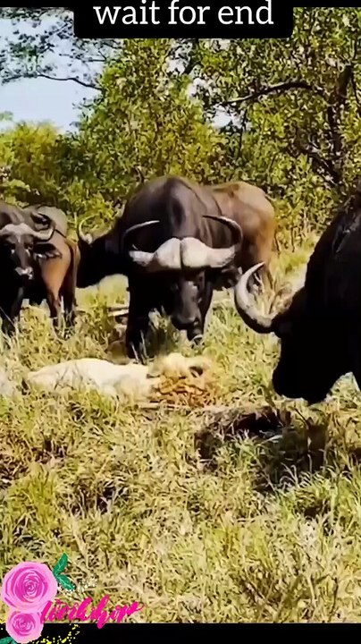 Tranding Videos-Tranding Shorts-Tranding songs #tranding #trandingshorts #shorts #viral #001 15-4-23 (2)