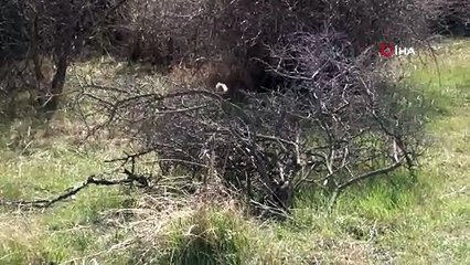 Ankara'da kesik baş vahşeti: 45 gün sonra bulundu!